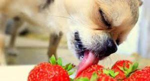 dog with strawberries