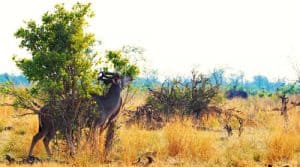 Yankari Game Reserve: Everything You Need to Know About