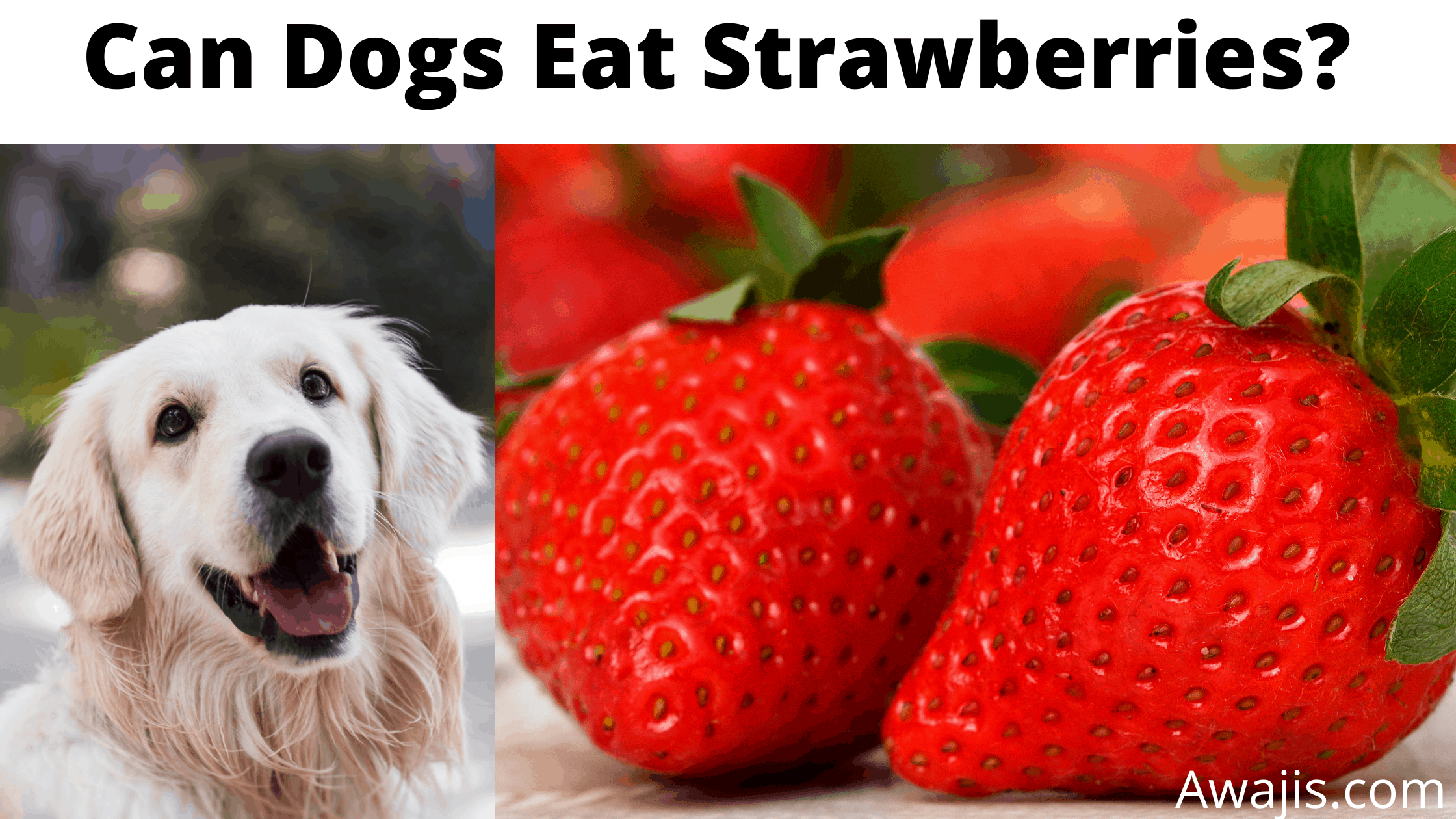 Can-Dogs-Eat-Strawberries
