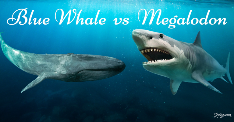 Blue Whale versus Megalodon [Everything you need to know]