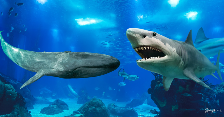 Blue Whale versus Megalodon [Everything you need to know]