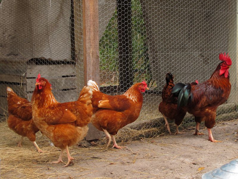 Are Chickens Mammals or Birds? Let's Find Out Here — Awajis