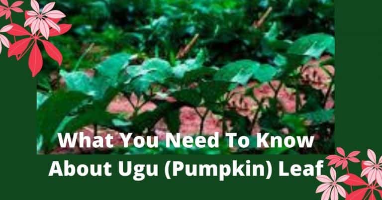 What You Need To Know About Ugu (Pumpkin) Leaf