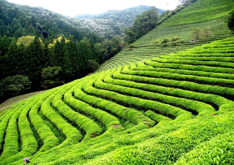 Mambilla Plateau
