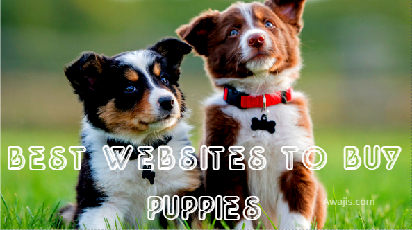 best websites to find puppies for sale