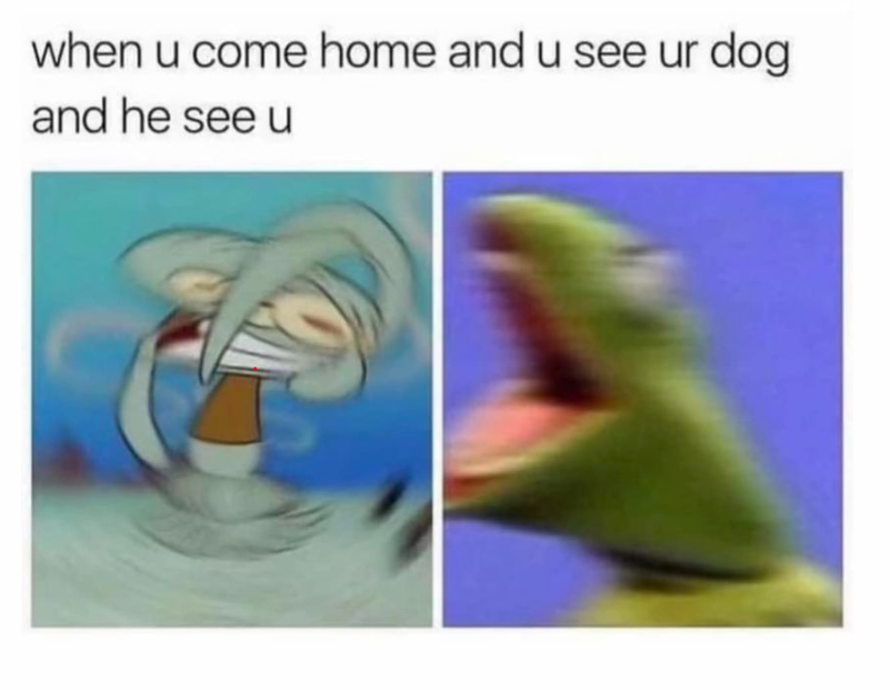 SpongeBob memes - when you come and you see you dog and he see you 